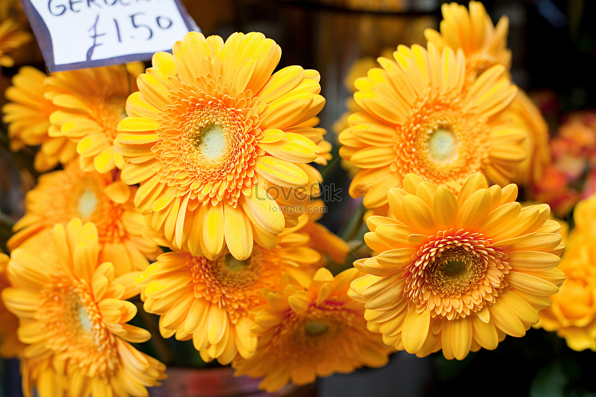 Gerbera Amarilla Foto | Descarga Gratuita HD Imagen de Foto - Lovepik