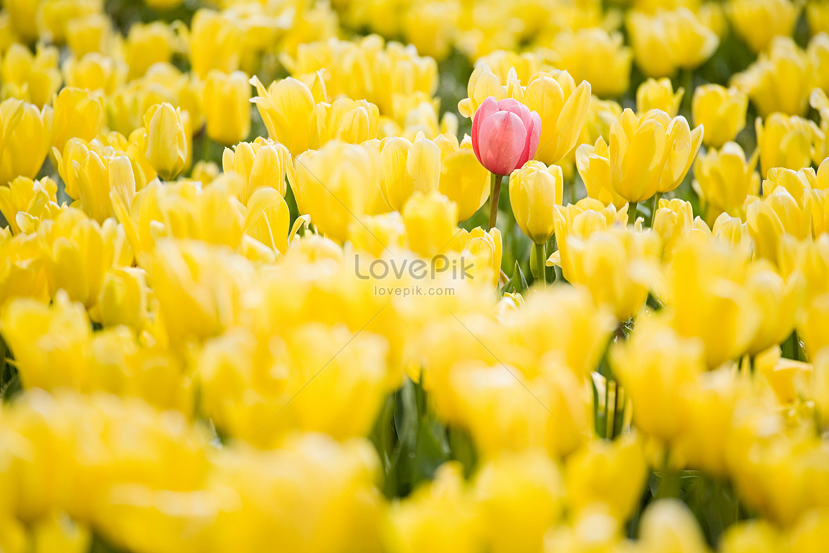 Tulipanes Amarillos Con Tulipanes Rojos Foto | Descarga Gratuita HD Imagen  de Foto - Lovepik