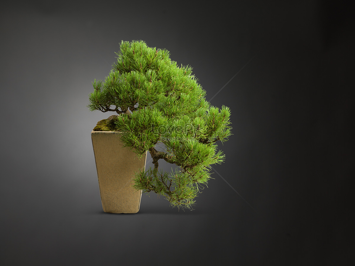 Tranh 3D cây bonsai- 147BS