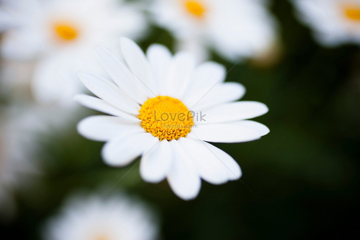 Daisy Pics