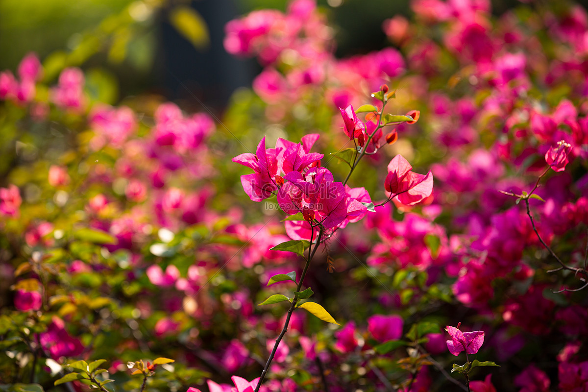 184 Bougainvillea Glabra Stock Photos, High-Res Pictures, and Images -  Getty Images