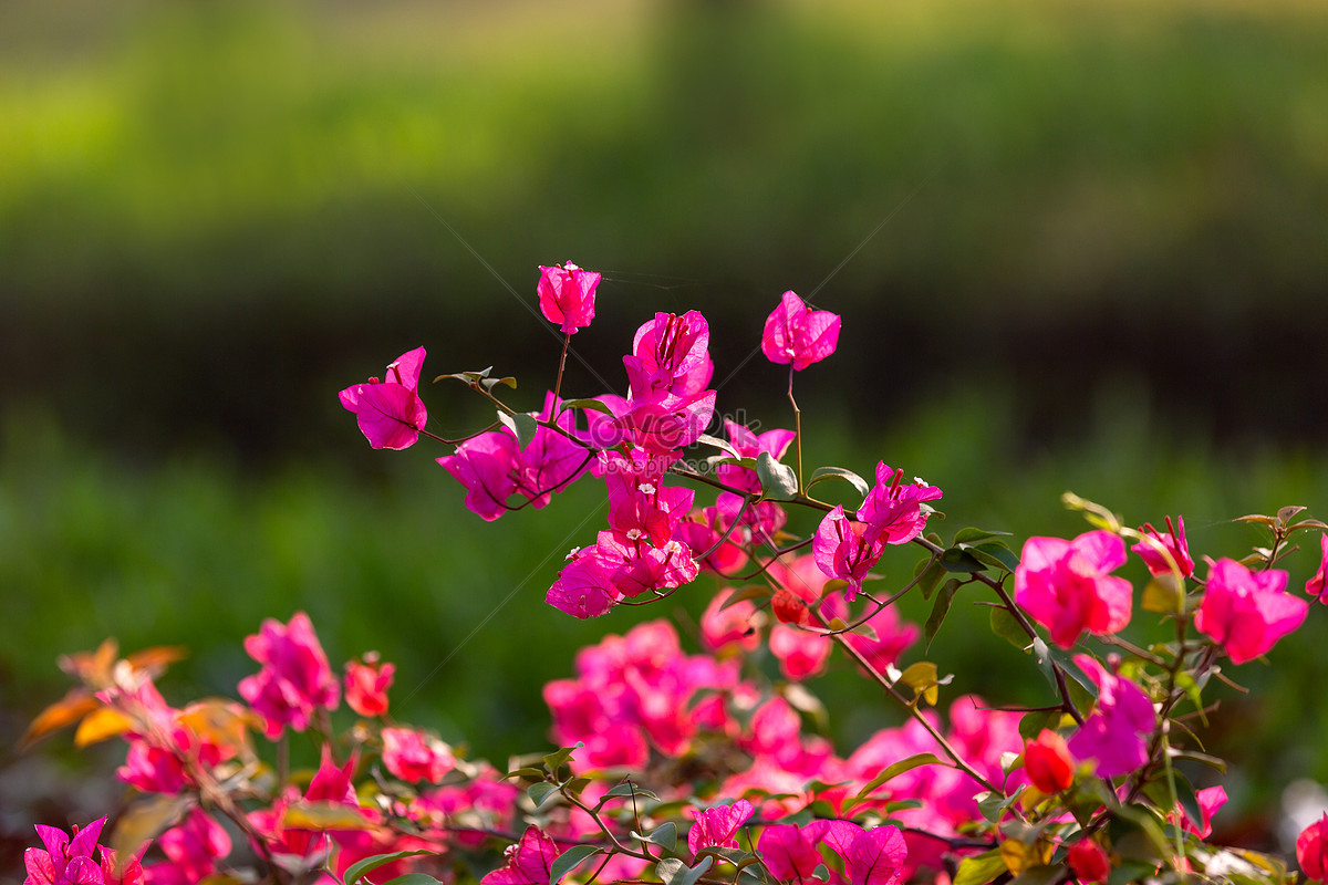 Cute Magenta Bougainvillea Flowers Background, Flower, Chinese, Transparent  Background Image And Wallpaper for Free Download