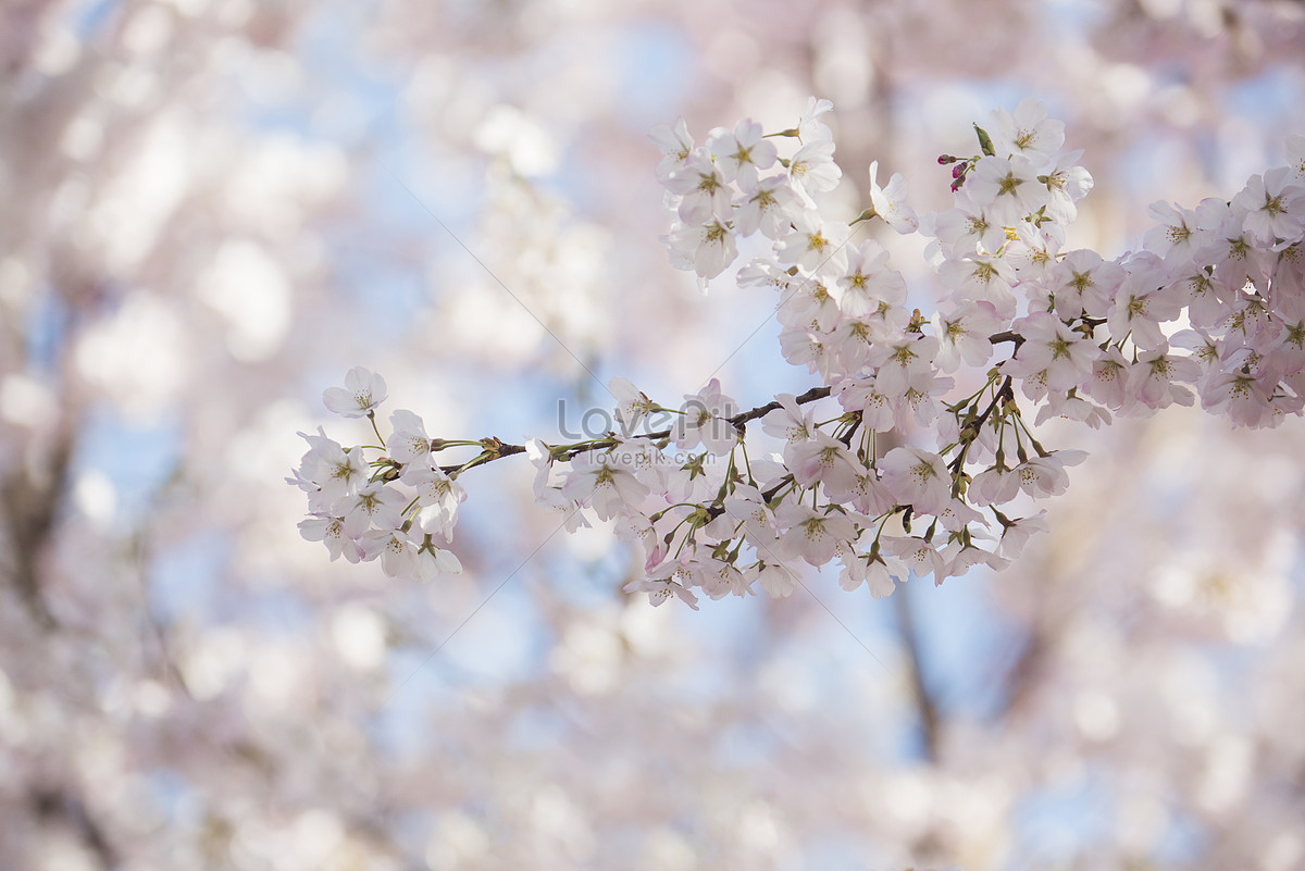 Cherry Blossoms In Yuyuantan Park, Beijing Picture And HD Photos | Free