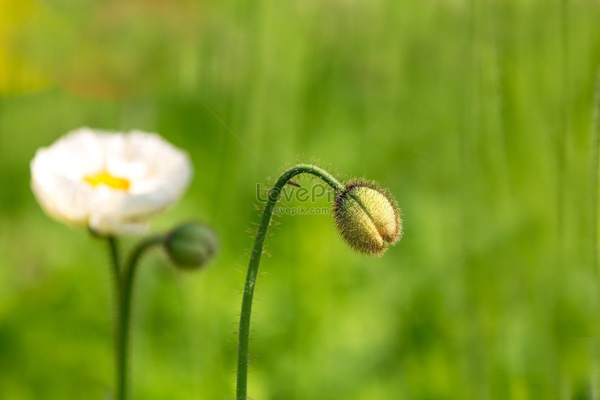 Corn Poppy Flower Bud With Flowers Picture And HD Photos