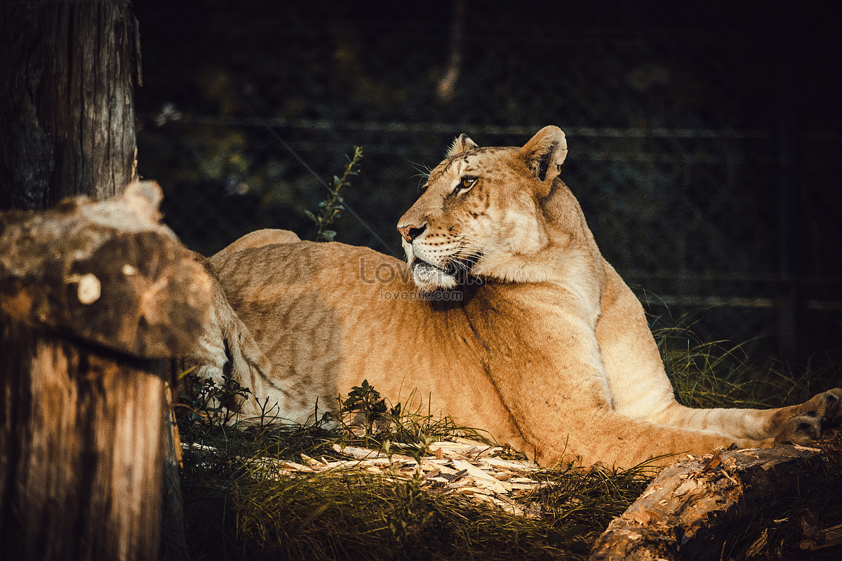 Lion Picture And HD Photos | Free Download On Lovepik