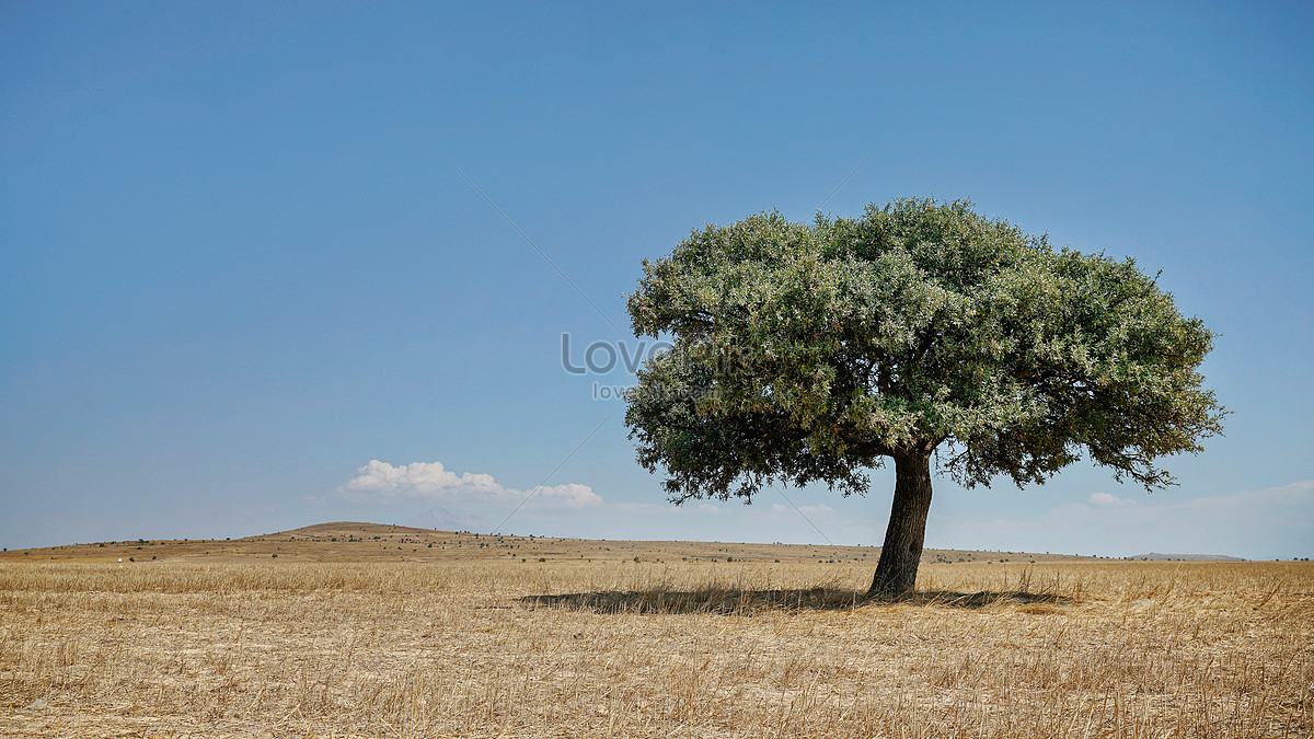 Olivo Solitario En El Desierto Foto | Descarga Gratuita HD Imagen de