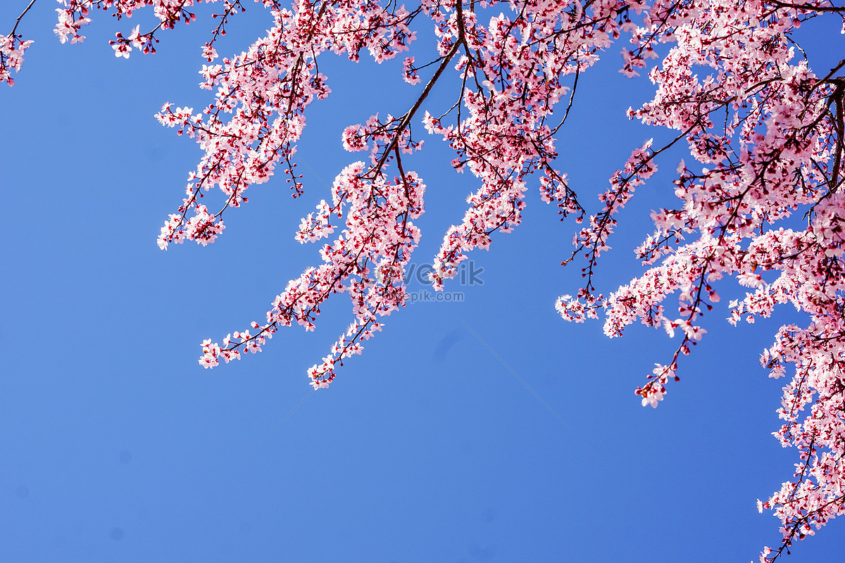 Cherry Blossom March Images, HD Pictures For Free Vectors Download ...