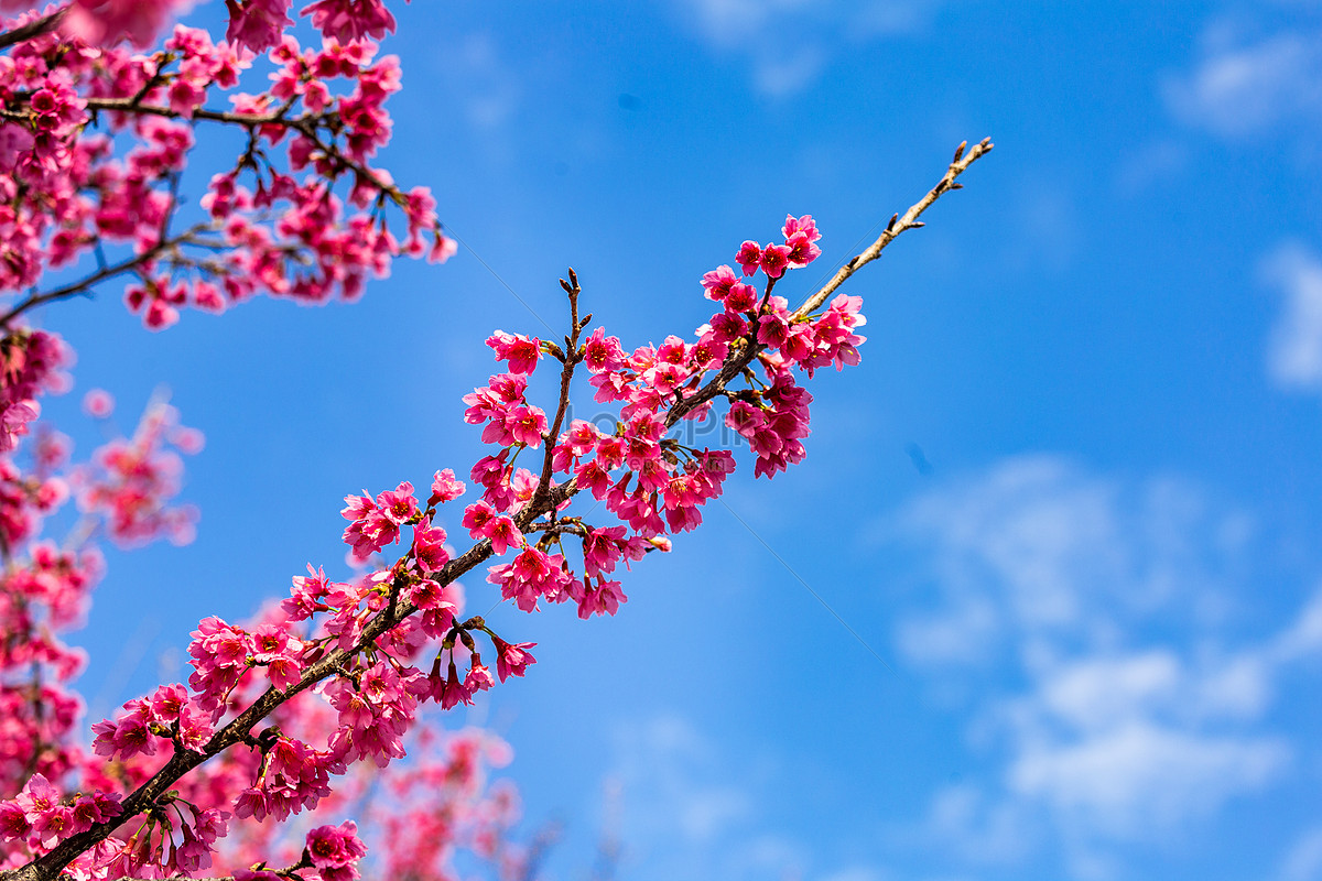 Ảnh hoa anh đào đẹp lung linh, là biểu tượng của mùa xuân tươi mới và sự rực rỡ của sắc đỏ trên những cành đào. Đó là một hình ảnh mang lại cảm giác thư giãn và hoà mình vào không khí xuân thì. Mời bạn đến và cùng chiêm ngưỡng những bông hoa thơm ngát này trong ảnh.