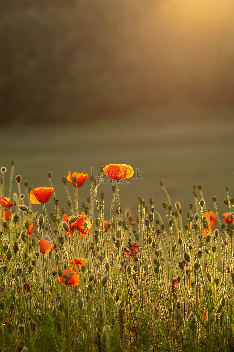 Amapolas En Campo Inglés Foto | Descarga Gratuita HD Imagen de Foto -  Lovepik