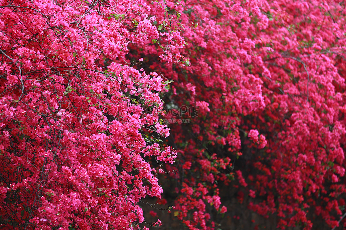 Spring Bougainvillea Full Screen Flowers Picture And HD Photos | Free  Download On Lovepik