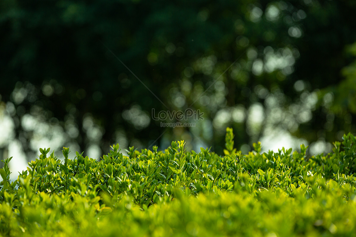 Spring Tea Garden Tea Green Leaves Fresh Bokeh Background Picture And HD  Photos | Free Download On Lovepik