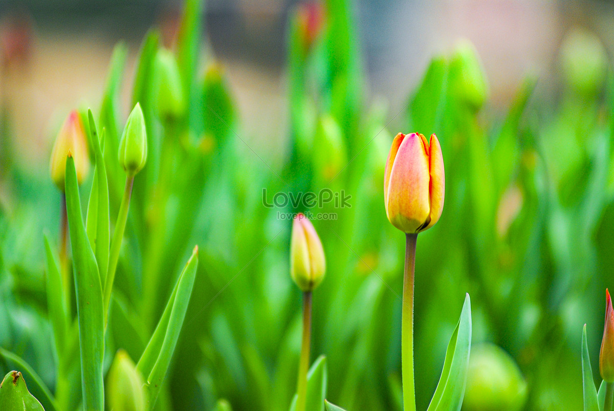 Tulipanes De Primavera Foto | Descarga Gratuita HD Imagen de Foto - Lovepik
