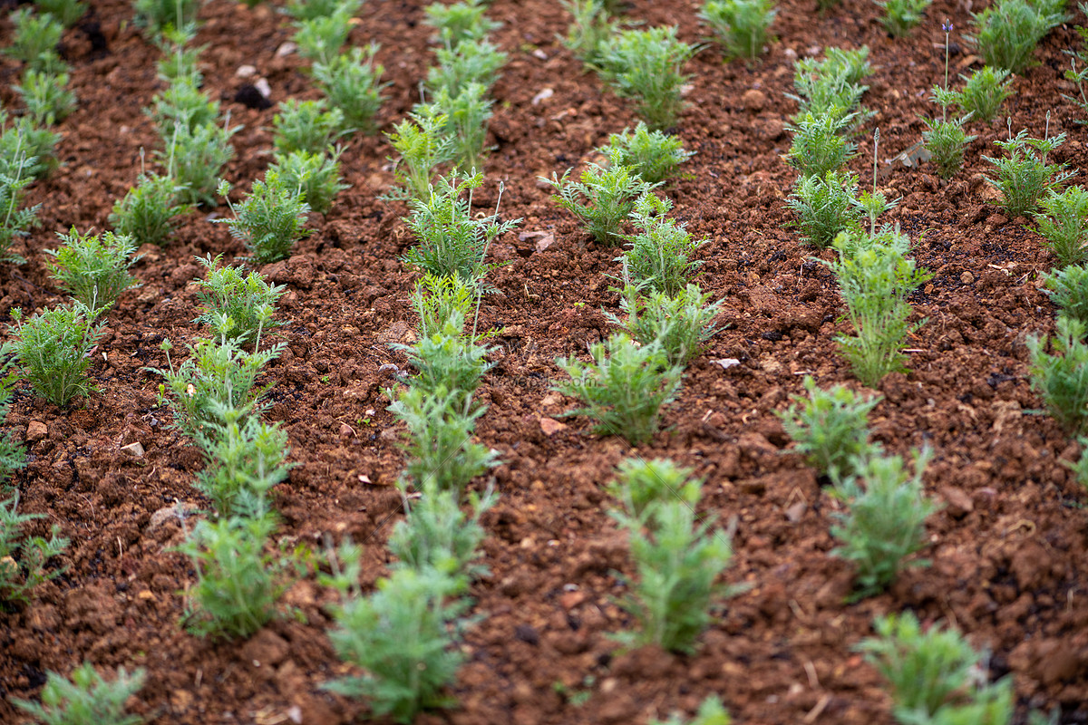 Campo De Lavanda Sin Flores Foto | Descarga Gratuita HD Imagen de Foto -  Lovepik