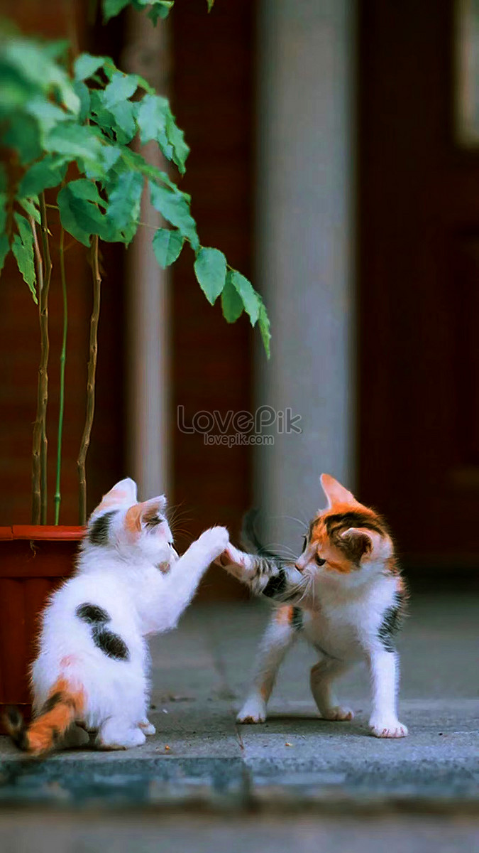 Animal Pet Cat Fight Picture And HD Photos | Free Download On Lovepik