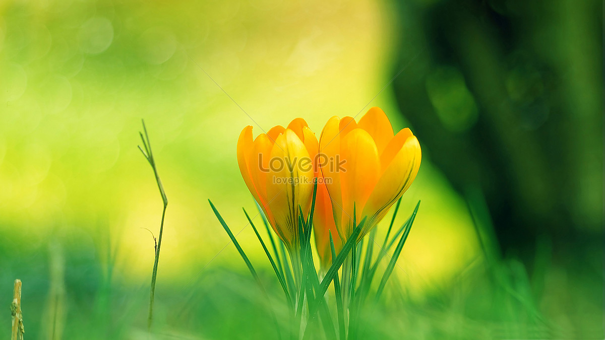 Hermosos Tulipanes Foto | Descarga Gratuita HD Imagen de Foto - Lovepik