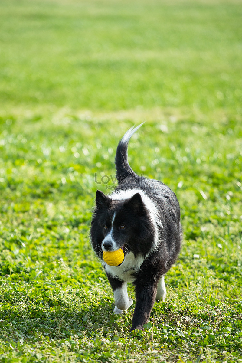 do border collies play fetch