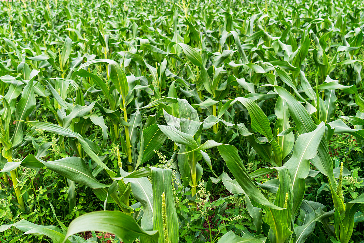 corn field hd