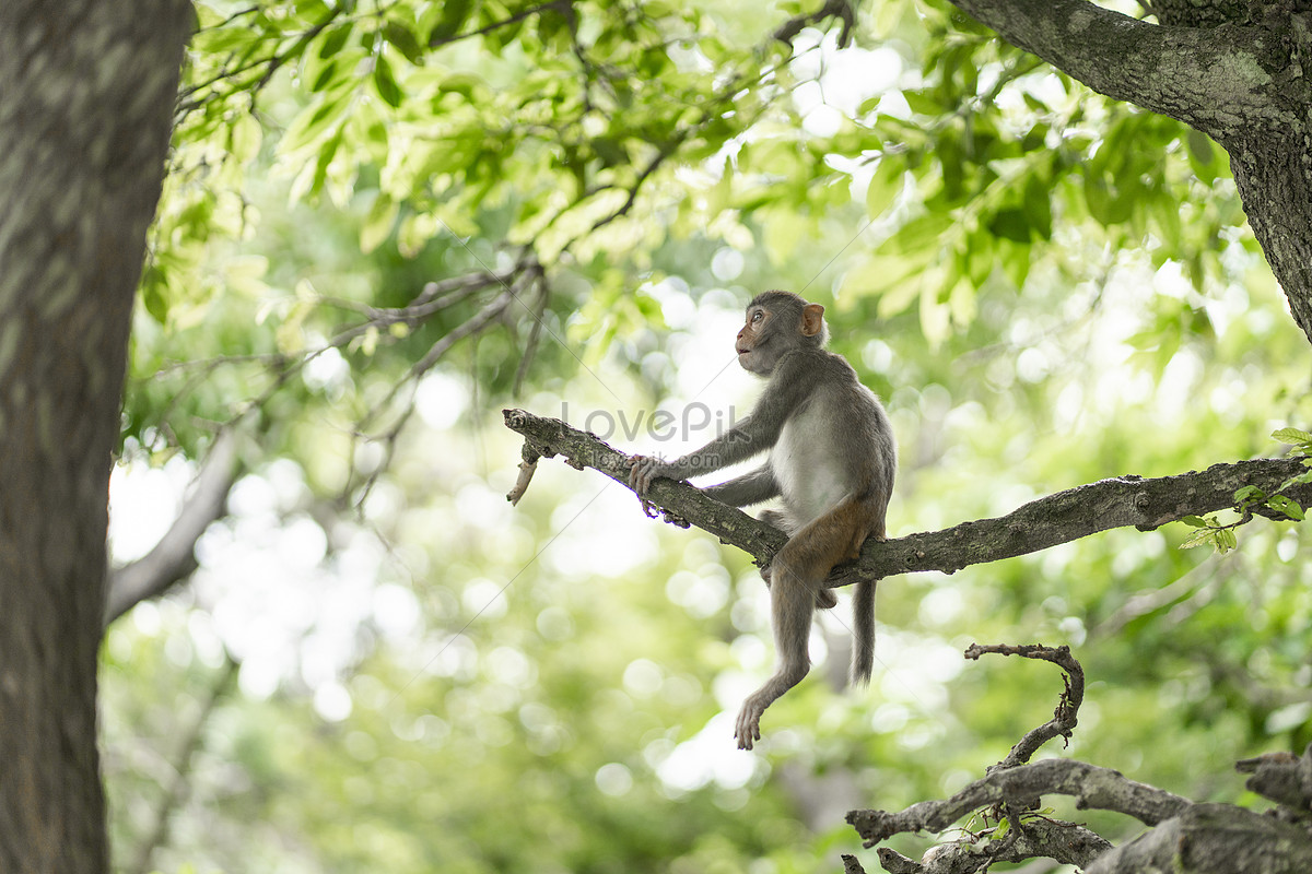 Foto de macacos fofos na natureza