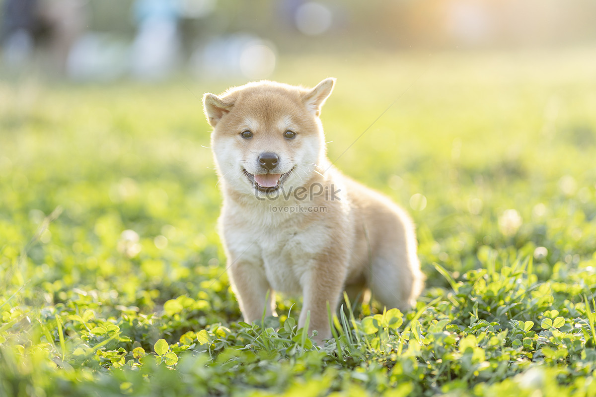 Cute Shiba Inu Baby And Mother In The Sunset Picture And Hd Photos Free Download On Lovepik