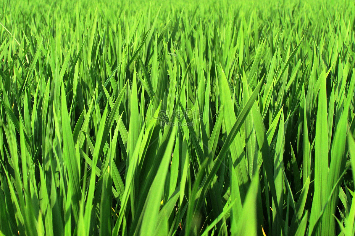 Hình nền : món ăn, cánh đồng, nhiếp ảnh, màu xanh lá, lúa mì, Rye, ngũ cốc,  lúa mạch, Đồng cỏ, thực vật, Nông nghiệp, mùa vụ, Nhà máy đất, thực vật
