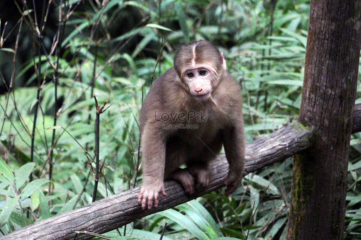 Encuentro con la vida salvaje de los monos fotografías e imágenes de alta  resolución - Alamy