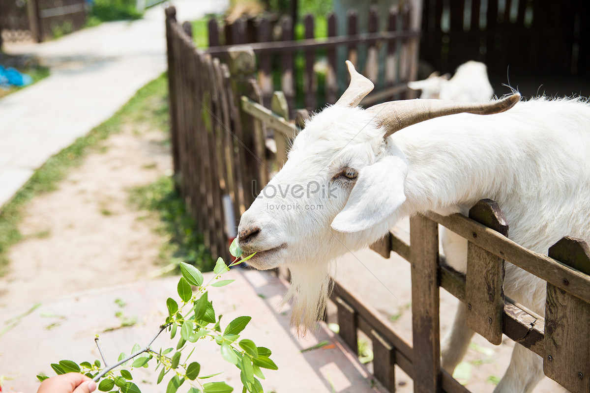 1400+ Скачать козий забор фото, козий забор изображений бесплатно - Lovepik