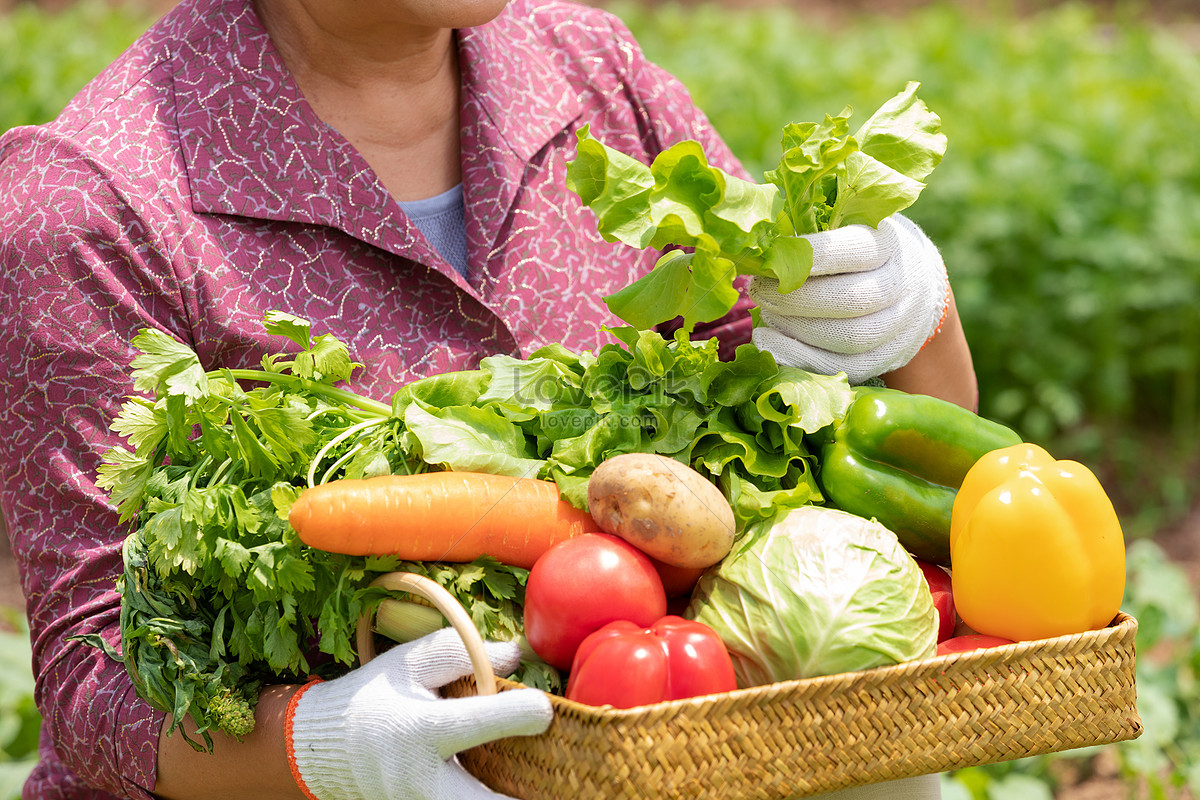 Farmers Pick Vegetables In Vegetable Greenhouses Picture And HD Photos |  Free Download On Lovepik