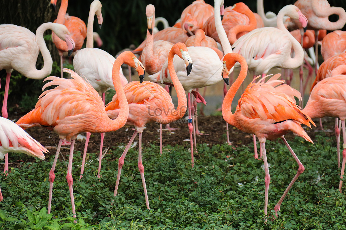 Flamingo Picture And HD Photos | Free Download On Lovepik