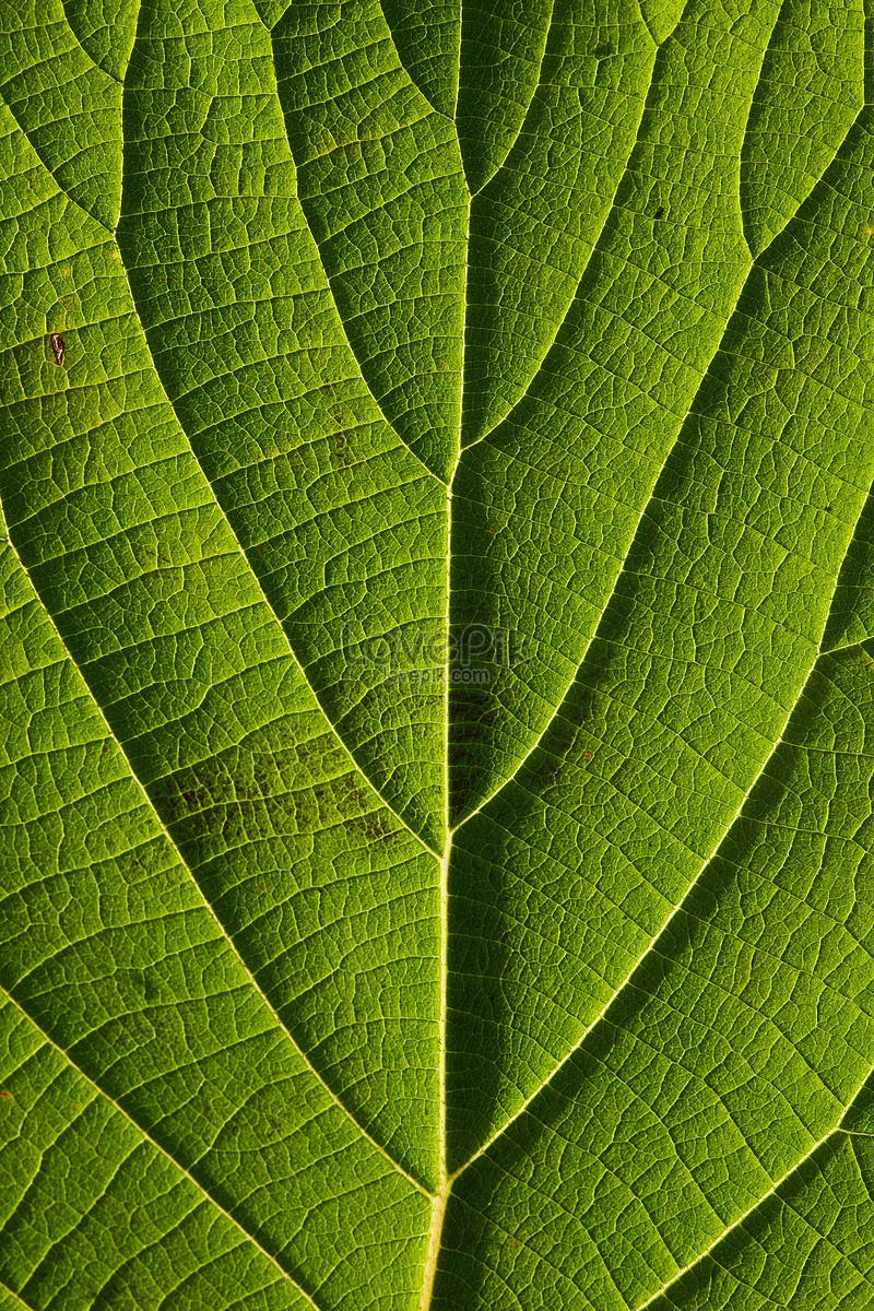 Fresh Leaf Texture Closeup Picture And HD Photos | Free Download On Lovepik
