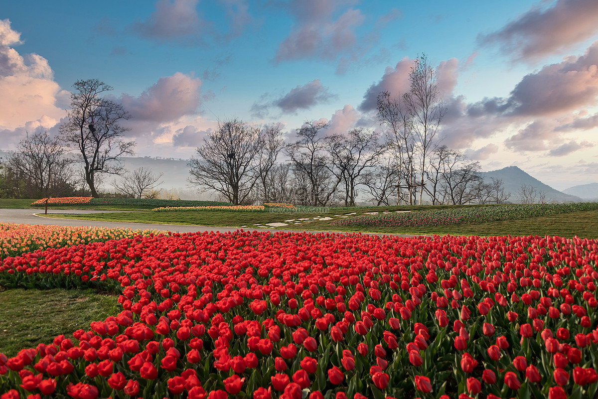 ảnh Vườn Hoa Tulip Tải Xuống Miễn Phí, ảnh vườn, hoa tulip, thảm ...