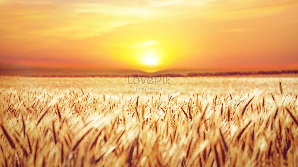 Golden Wheat Field At Dusk Picture And HD Photos | Free Download On Lovepik