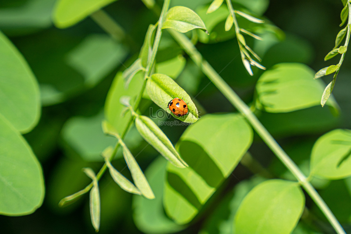 Small Insect - Insect Screen