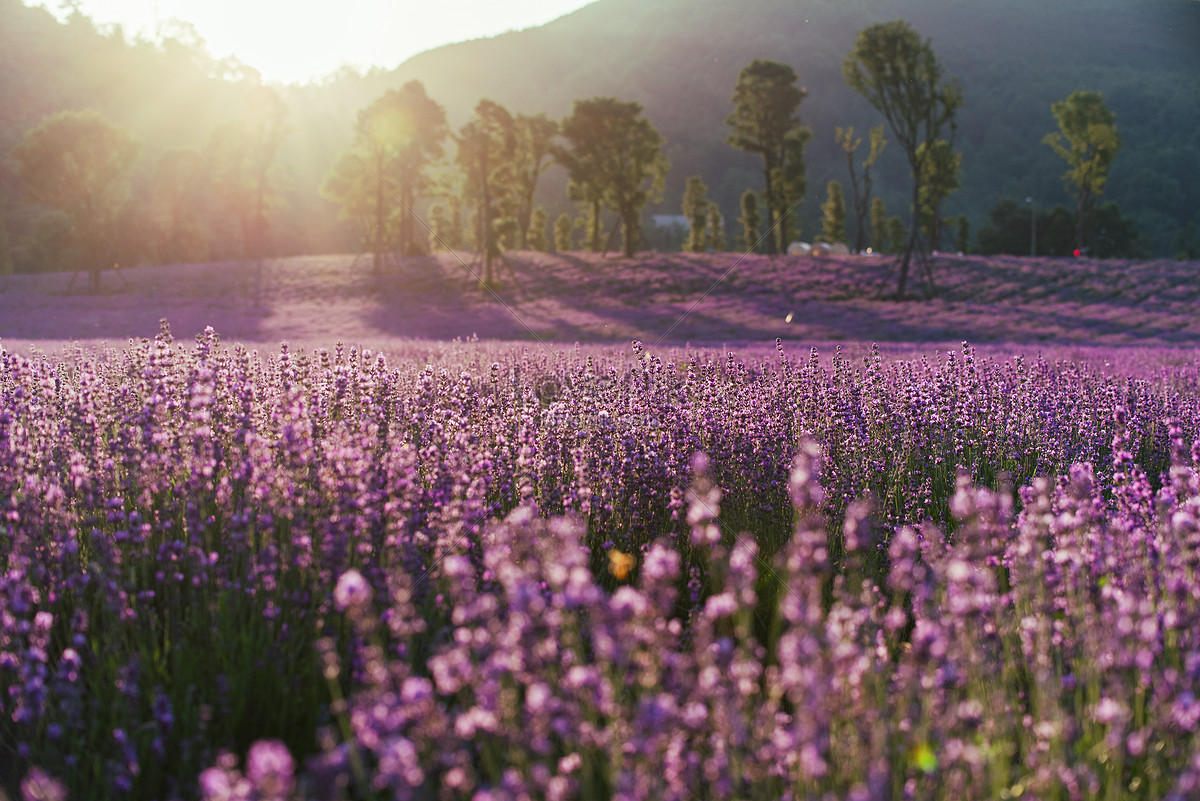 Hoa Lavender là hoa gì? - Hình ảnh và Ý nghĩa Hoa Oải Hương