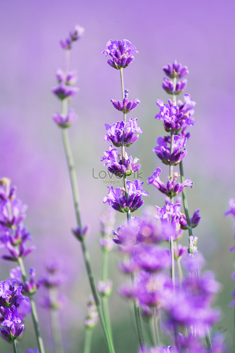 Lavender Hd Photography Pictures Picture And HD Photos | Free Download On  Lovepik