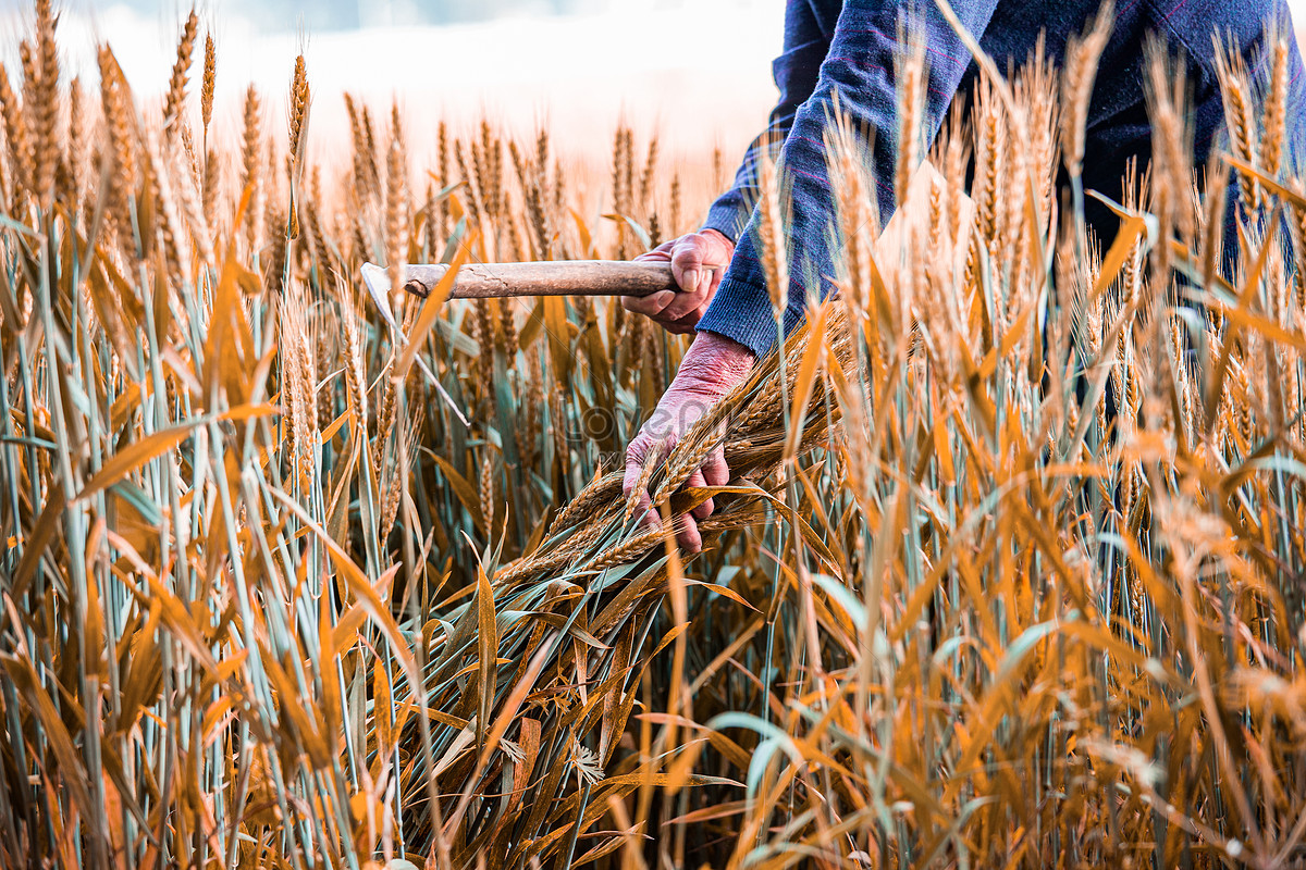 Man Sickle Cutting Wheat Ears Picture And HD Photos | Free Download On ...