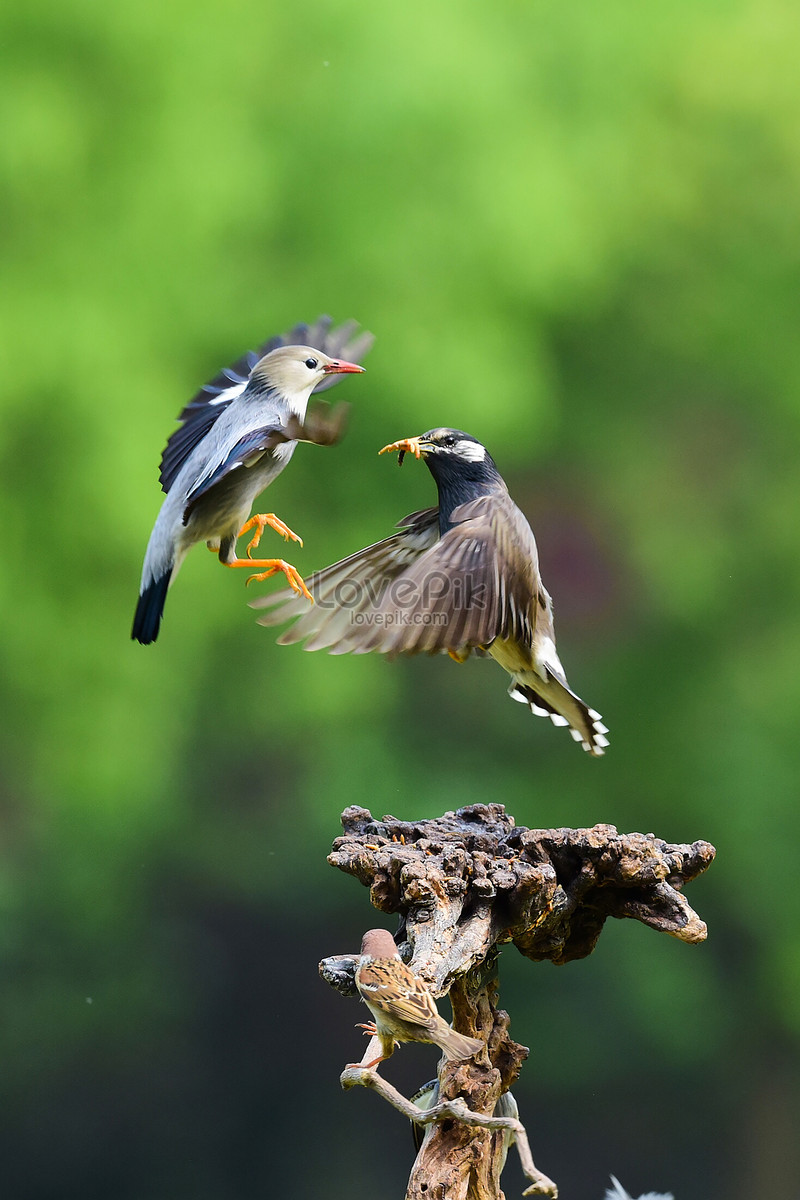 Mercerous Bird Fight Picture And HD Photos | Free Download On Lovepik