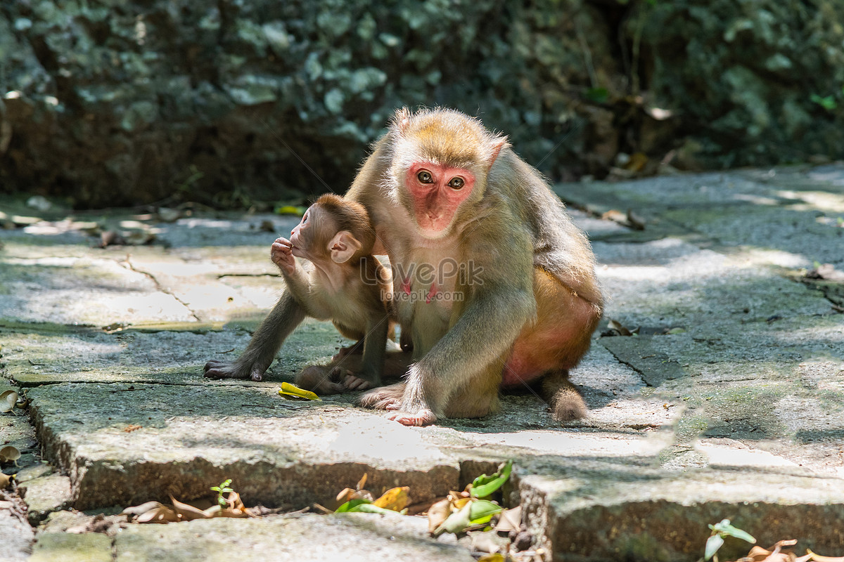 Monkeys In Luhuitou Scenic Area, Sanya Picture And HD Photos | Free ...