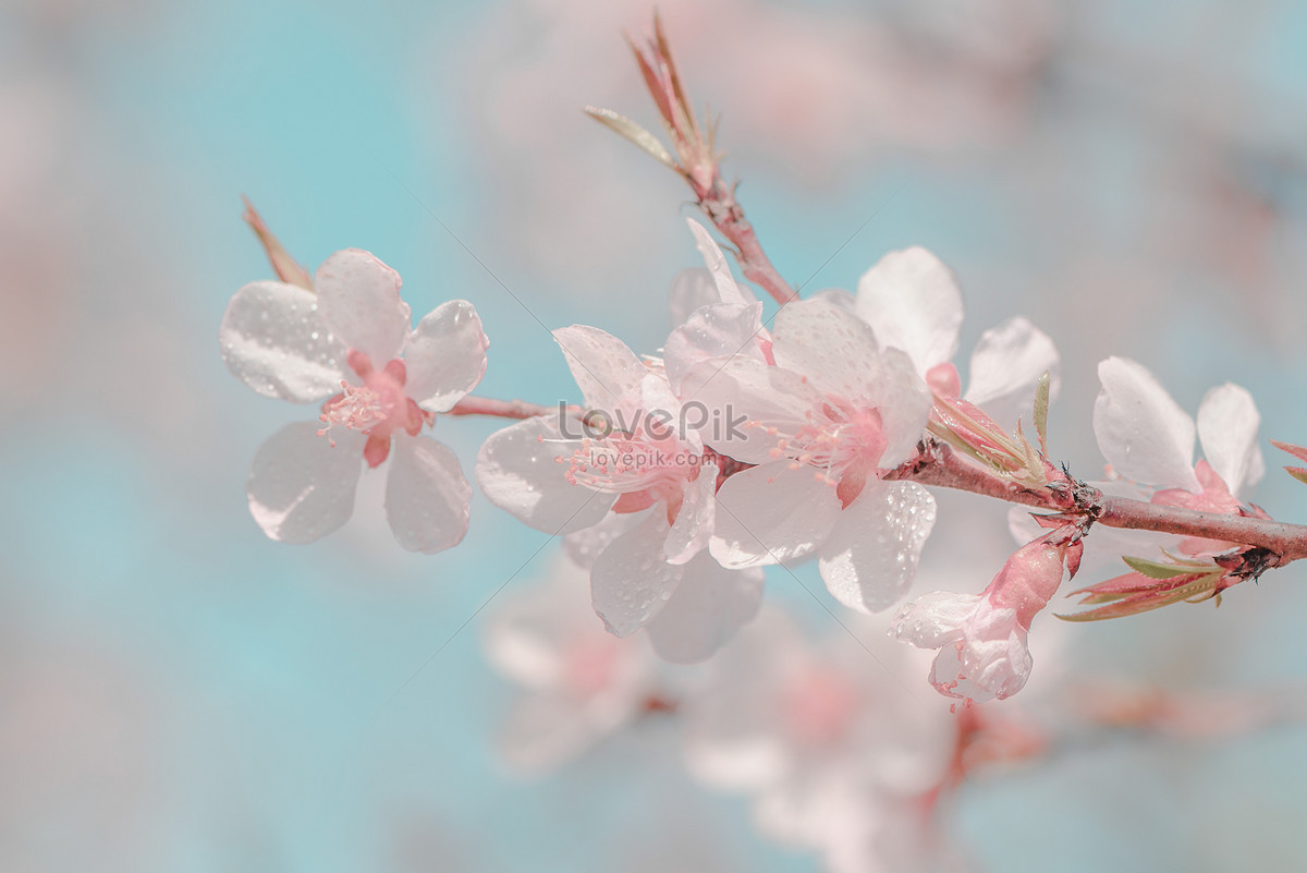 Flores De Durazno Que Florece En Primavera Foto | Descarga Gratuita HD  Imagen de Foto - Lovepik