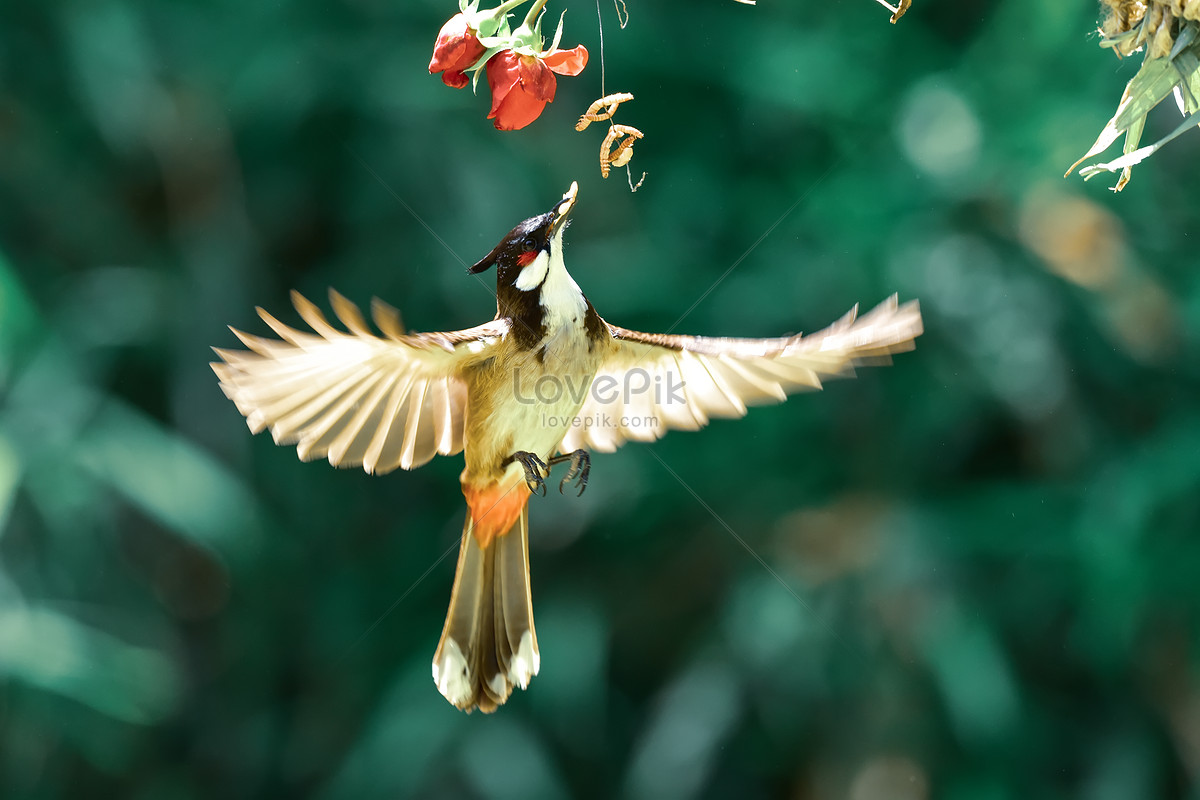 Red Whiskered Bulbul Shadow Bird Coconut Photo Background And Picture For  Free Download - Pngtree