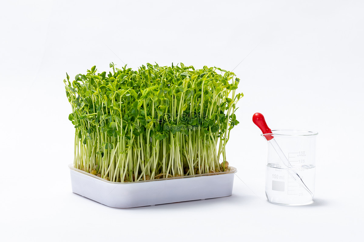 research-and-cultivation-of-genetically-modified-food-bean-sprouts