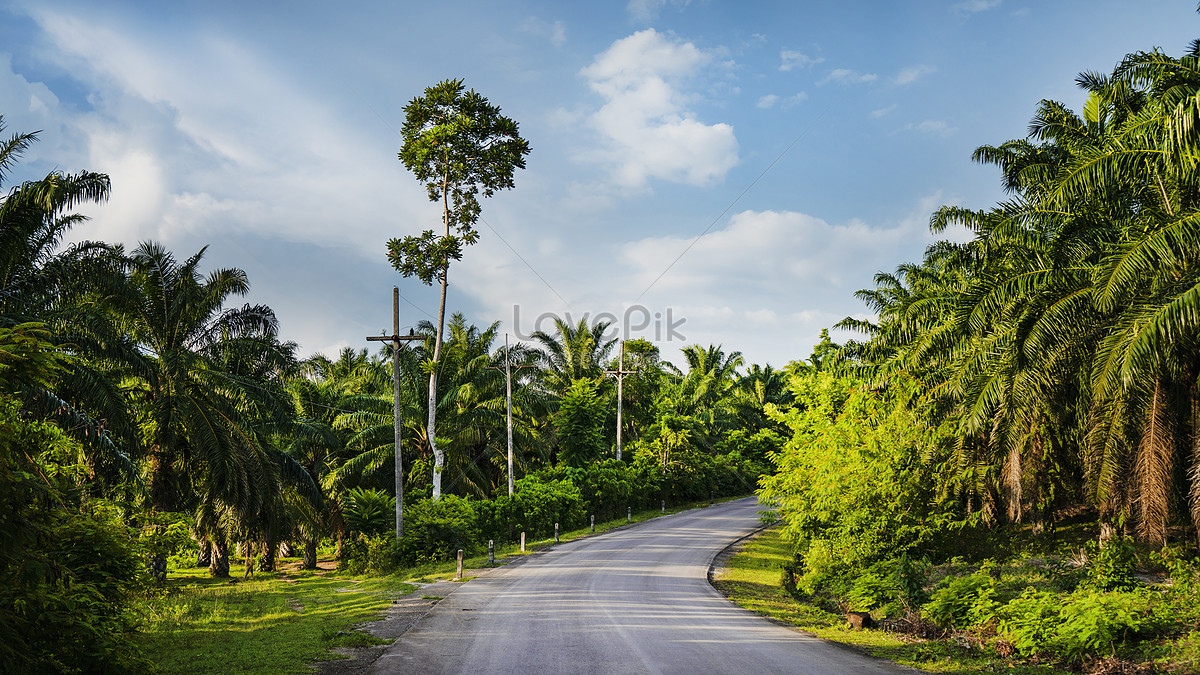 Тропическая улица. Tropical Road.