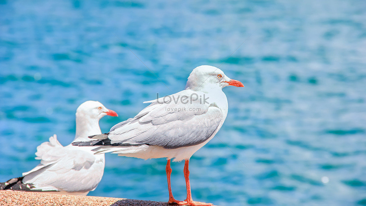 Чайка на берегу австралийского моря изображение_Фото номер 501627260_JPG  Формат изображения_ru.lovepik.com