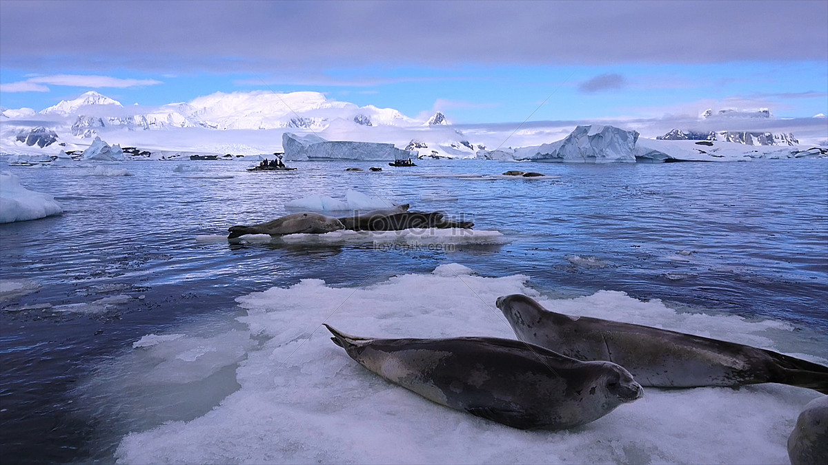 Seals In Antarctica Picture And HD Photos | Free Download On Lovepik