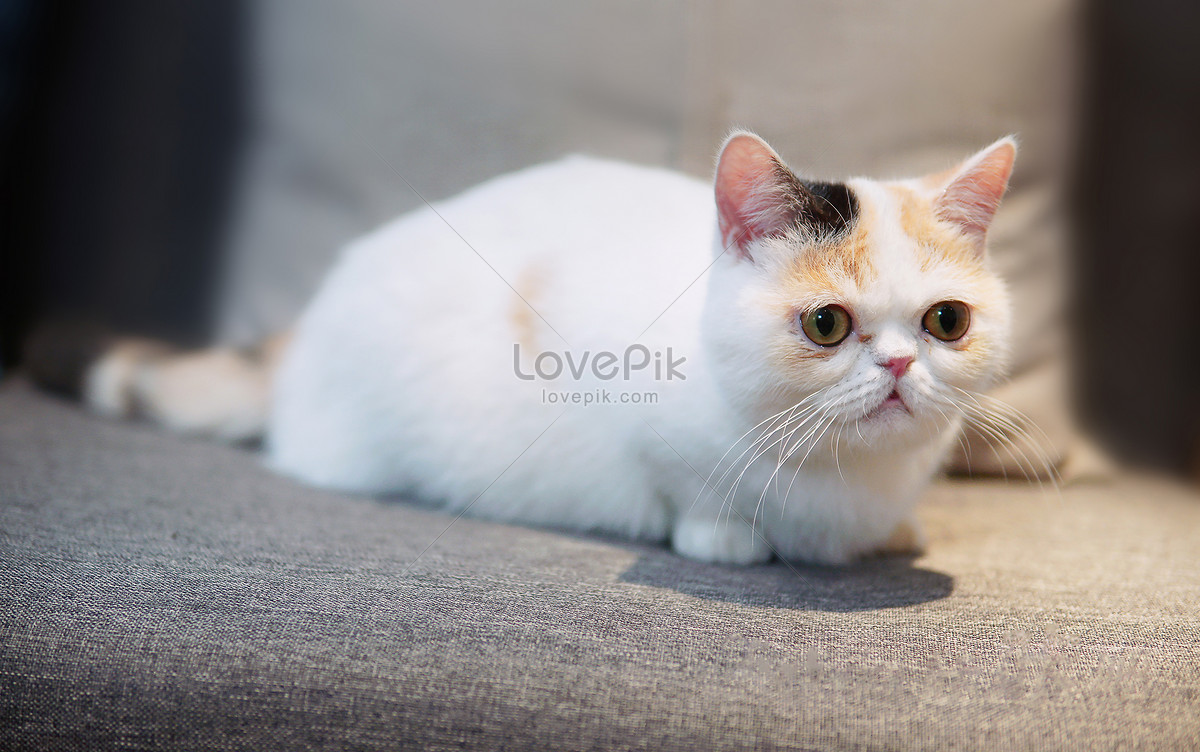 Короткошерстная персидская кошка изображение_Фото номер 501686166_JPG  Формат изображения_ru.lovepik.com