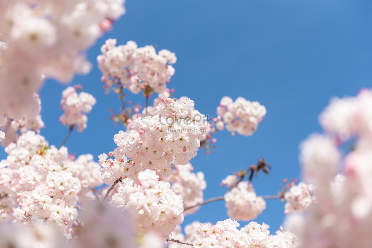 Hoa anh đào là biểu tượng đặc trưng của văn hóa Nhật Bản. Những cánh hoa mỏng manh, màu hồng ngà như những hạt tuyết rơi, tạo nên một cảm giác thanh tao, tinh khôi. Hãy xem hình ảnh để thưởng ngoạn vẻ đẹp tuyệt vời của hoa anh đào.
