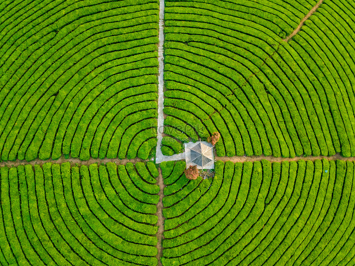 Spring Tea Garden Aerial Photography Pictures Picture And HD Photos ...