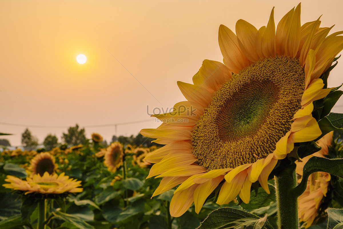 Mar De Flor De Girasol En Nanjing Qiancang Jiangsu Foto | Descarga Gratuita  HD Imagen de Foto - Lovepik