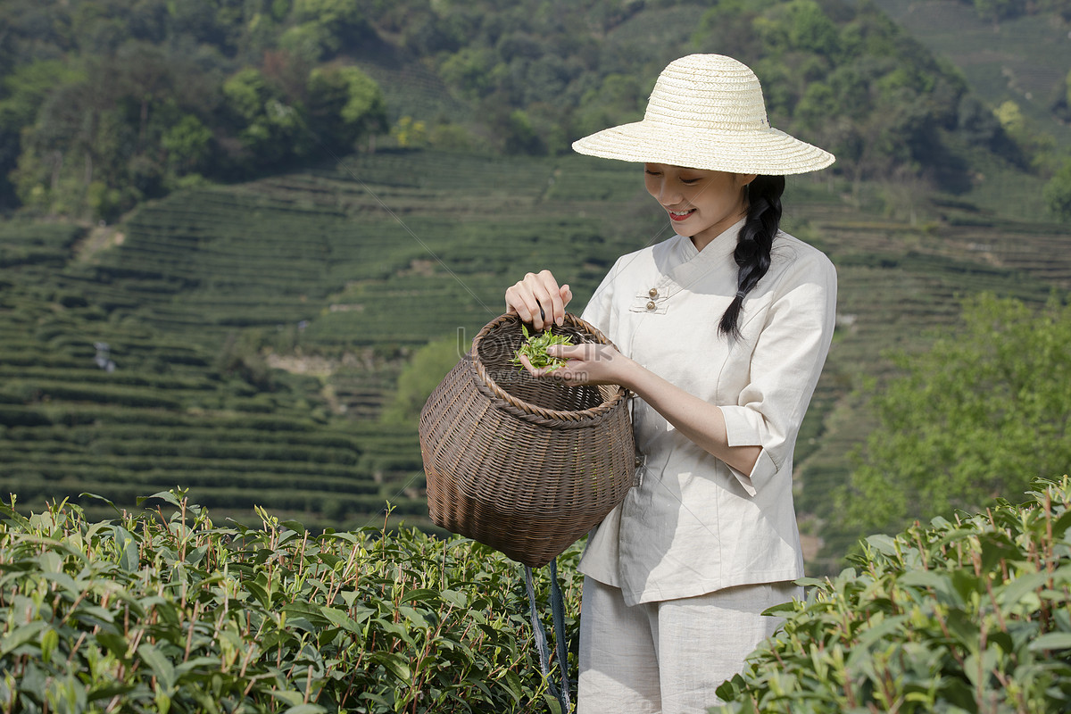 Tea Picking Girl Picking In The Tea Garden Picture And HD Photos | Free  Download On Lovepik