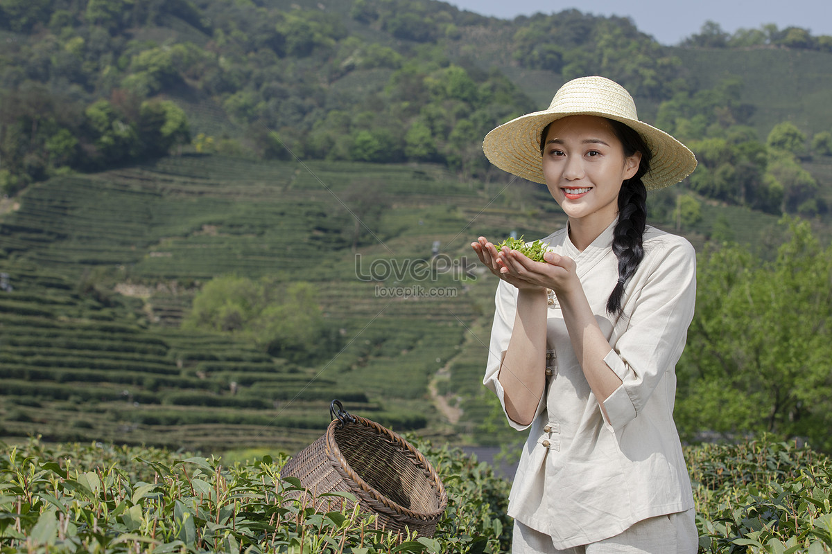 Tea Picking Girl Picking In The Tea Garden Picture And HD Photos | Free  Download On Lovepik