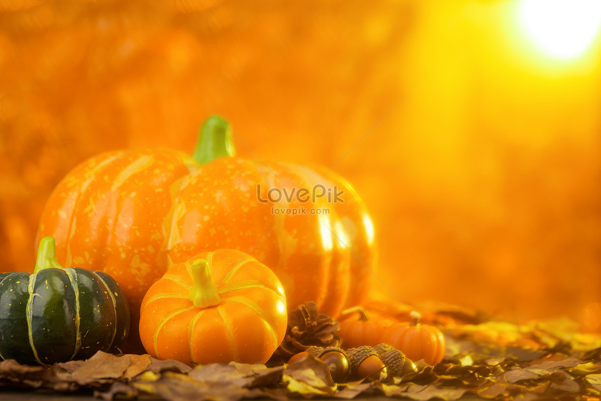 Thanksgiving Pumpkin Picture And HD Photos | Free Download On Lovepik